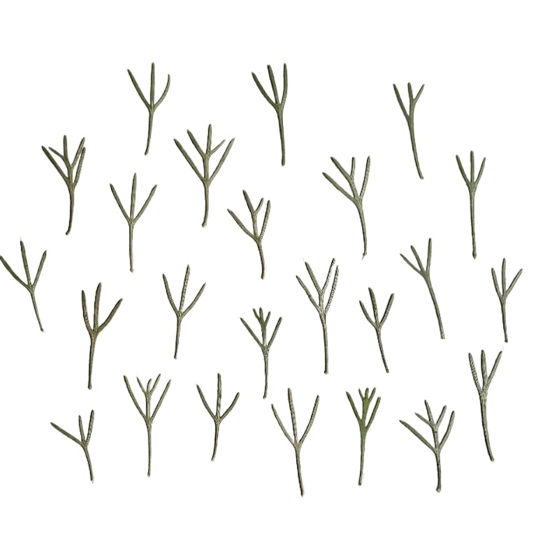 Resin Art Baby - 24pcs, Daun Achillea Asli yang Dipres,