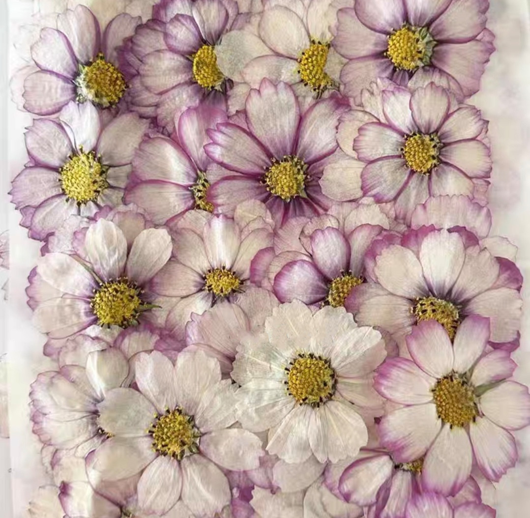 60 pcs Bunga Cosmos Kering Ter - Resin Art Baby ulasan dan harga