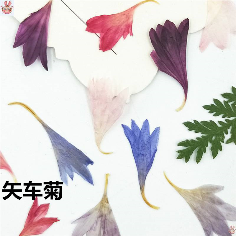 20 Spesimen Tanaman, Kelopak B - Resin Art Baby ulasan dan harga