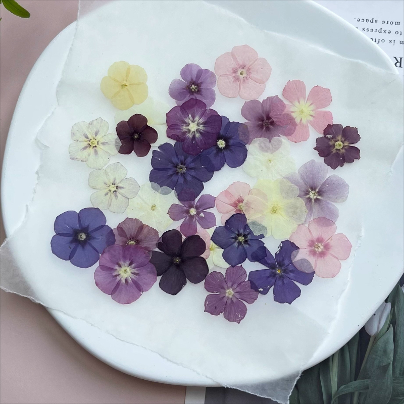 12pcs, Bunga Kering Tekan Semi - Resin Art Case ulasan dan harga